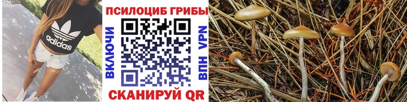 Псилоцибиновые грибы Magic Shrooms Торжок